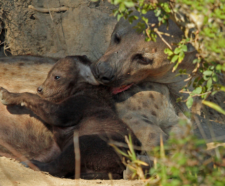 Liefdevol Hyena femail met jong