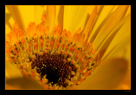 Gerbera II