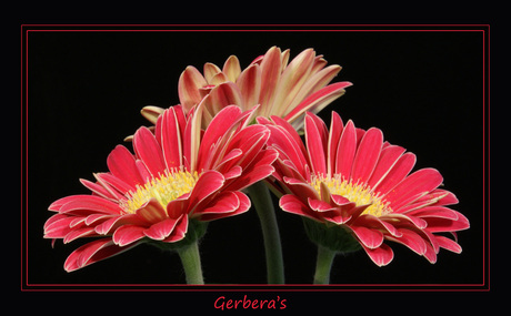 Gerbera's