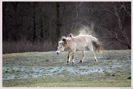 Paarden in Wassenaar