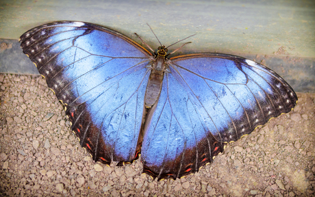 Blue Morpho open wings