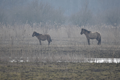 Oostvaardersplassen