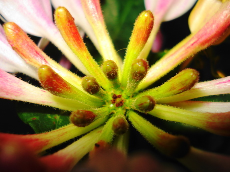 Macro in de tuin