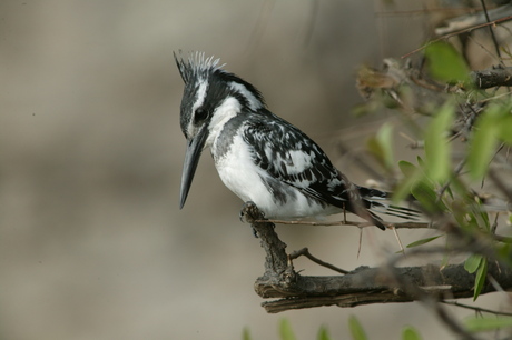 IJsvogel