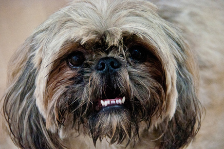 Shih tzu