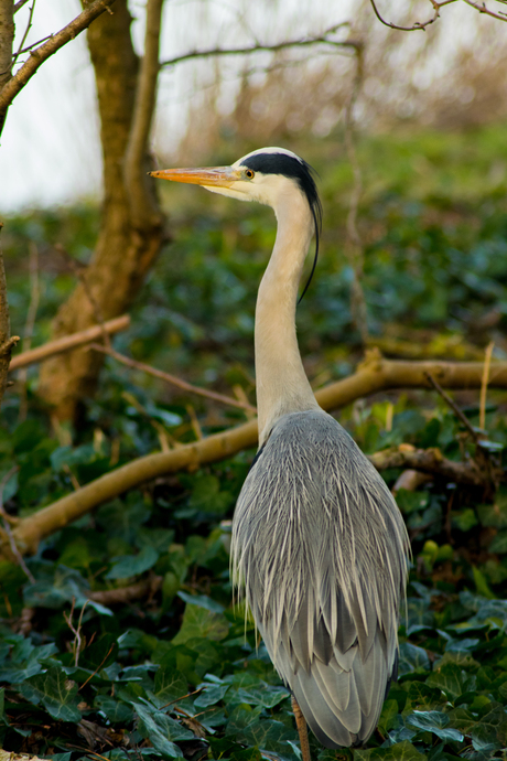 Reiger.