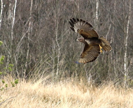 Buizerd in Haaksbergerveen