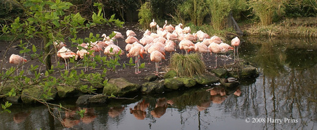 Chileense flamingo's