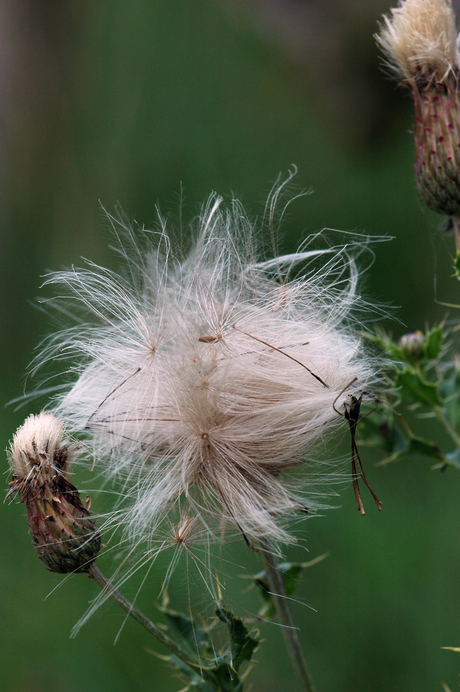 Distel