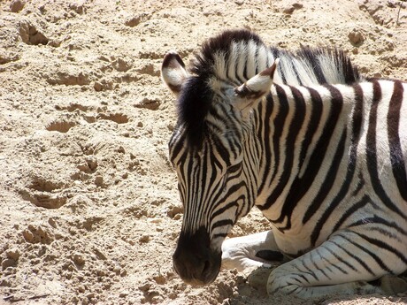 Jong zebra