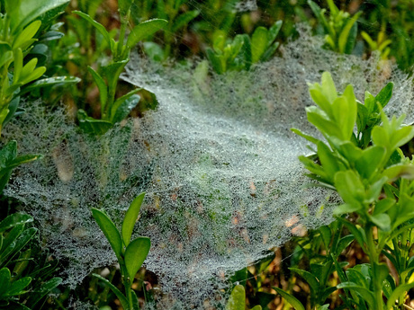 kantpatroon van de natuur