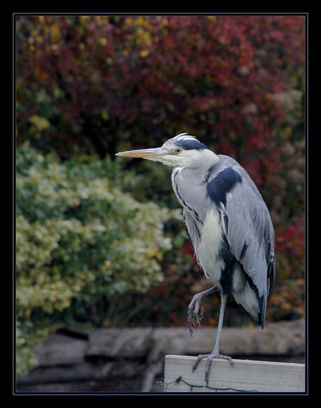 Mijn eerste reiger