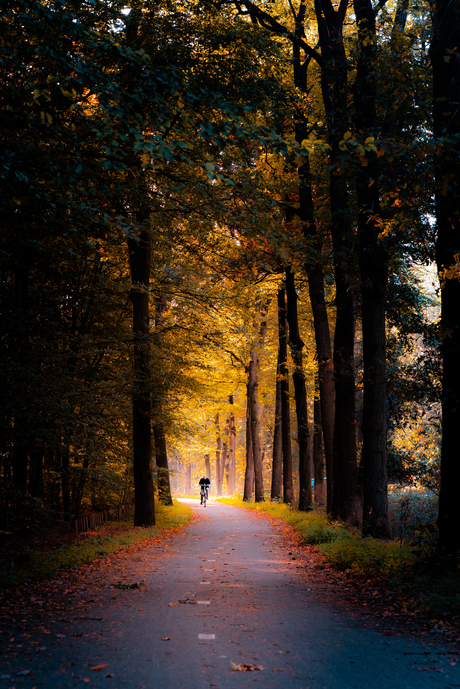 The lone cyclist