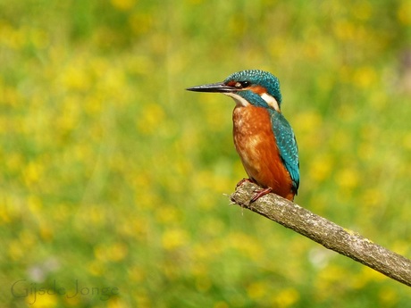 Colourful Kingfisher