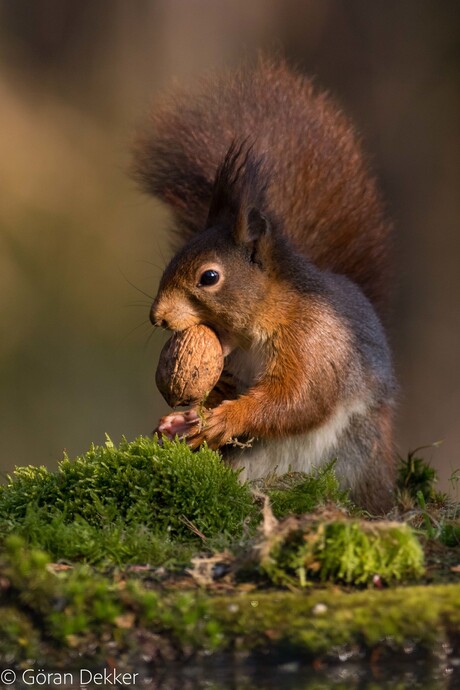 Eekhoorn heeft honger