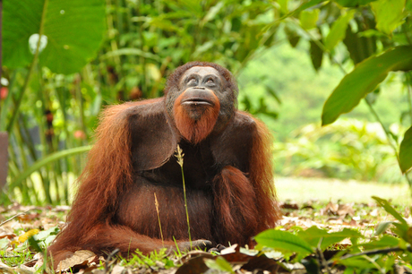 Habitat van de orang-oetan bedreigd
