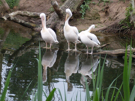 Pelikanen in de Beekse Bergen