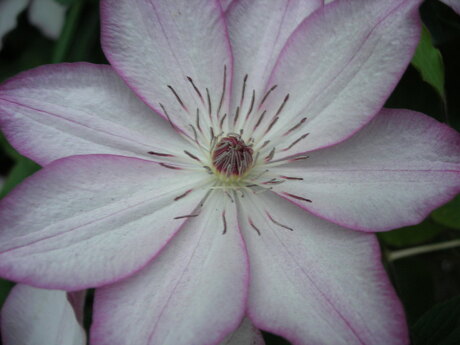 Clematis