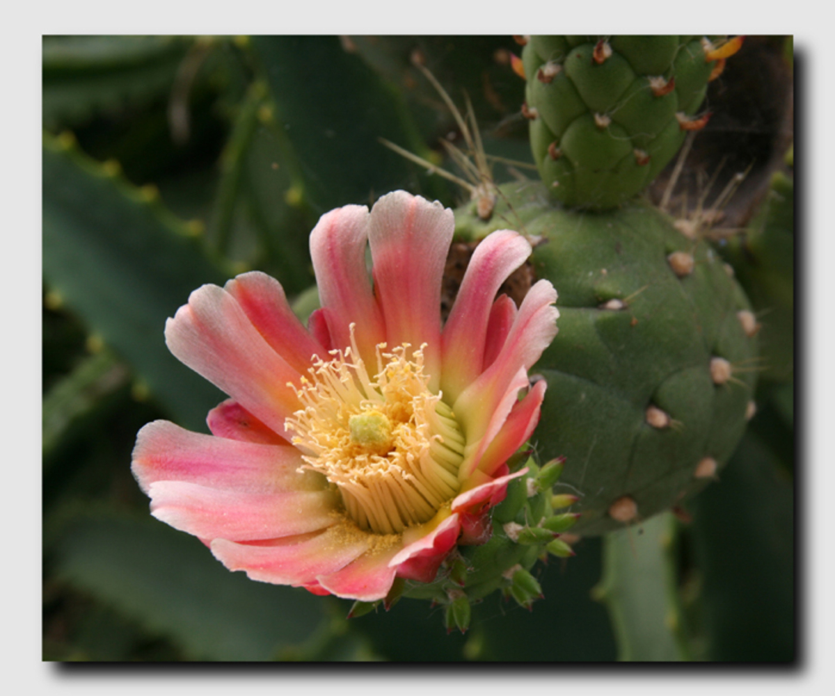 Desillusie Ontcijferen Verlammen cactus bloem - foto van RolandOudmaijer_zoom - Macro - Zoom.nl