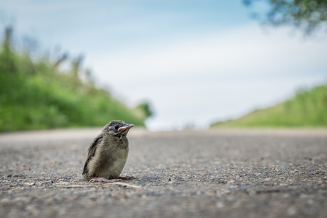 Jong vogeltje