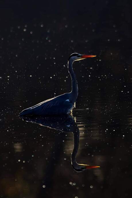 Blauwe reiger met mooi licht