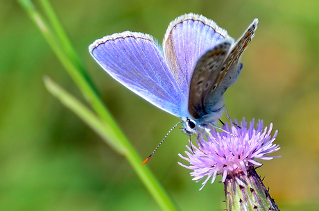 Icarus Blauwtje