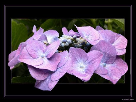 Hortensia