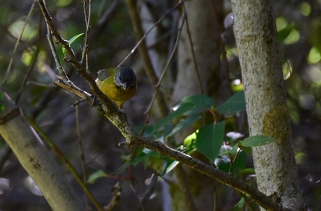 Grey-hooded Sierra-finch (Phrygilus gayi)