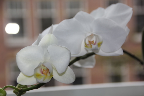 Witte Orchidee (2)