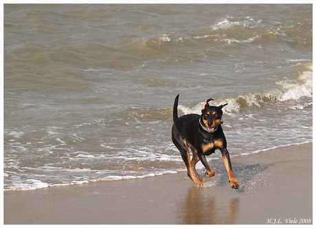 Nikita running on the beach