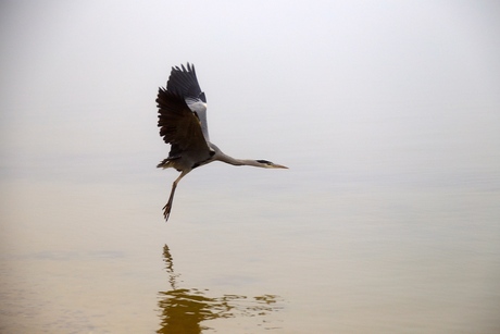 Reiger in Volendam