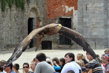 Roofvogel over publiek