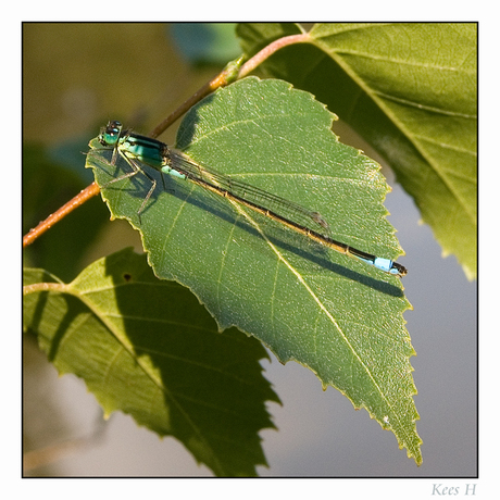 Juffer in de zon.