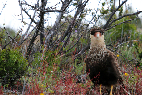 Perito Moreno Caracara