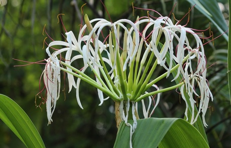 Bloeiende plant in Burgers Bush