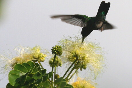 Kolibri op Curacao