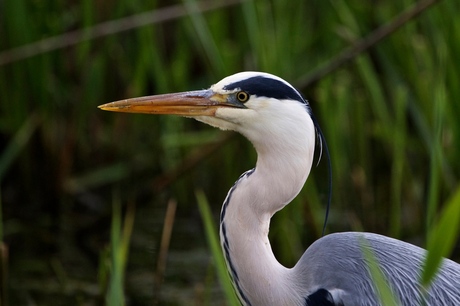 Blauwe Reiger.