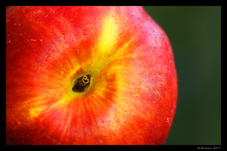 Macro fruit