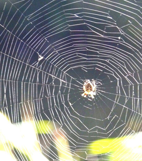 De spin in het web