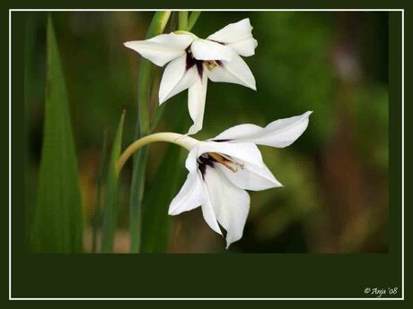 Gladiolus Callianthus