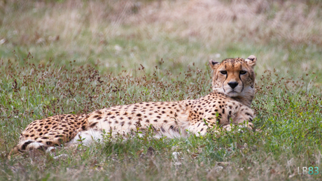 Cheetah in the midday sun