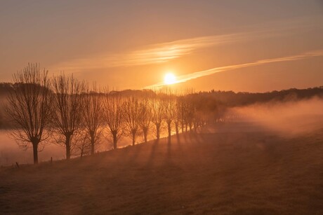 bomenrij bij zonsopkomst