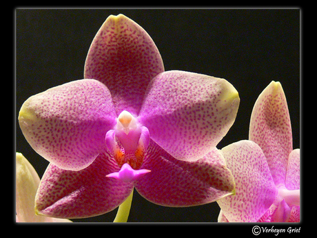 Phaleanopsis Brother Sara Gold