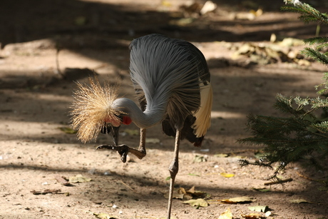 kraan vogel????