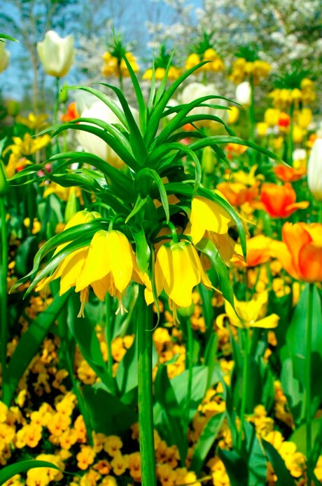 Keukenhof