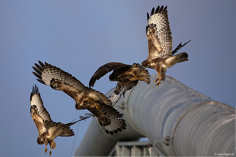 buizerd