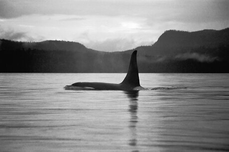 Killer Whale Johnstone strait