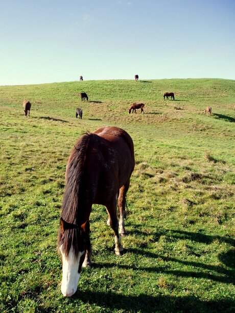 Nieuw-Zeelandse paardjes
