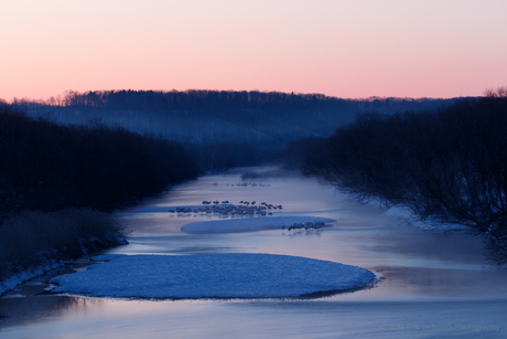 Zonsopgang boven rivier aan slaapplaats wilde Whooper Zwanen