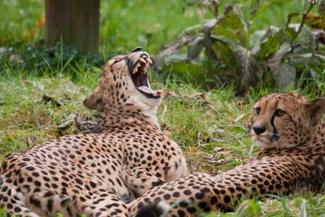 2 Cheetah's innig samen